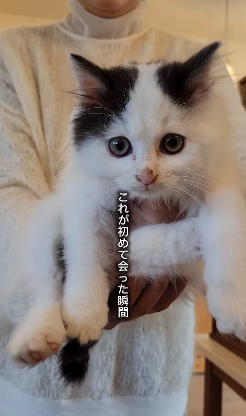 抱っこされてカメラ目線の子猫