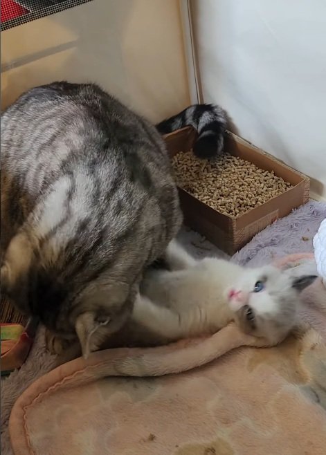 大人猫にかまわれている子猫