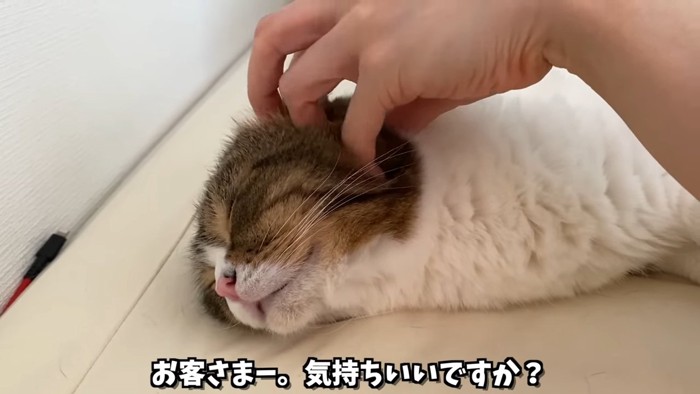 顔をなでられる猫