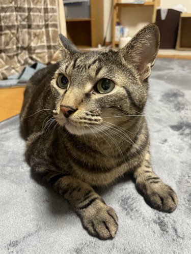 キジトラ猫のリュウくん