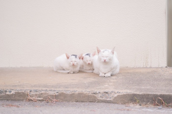 寄り添って眠る親子猫