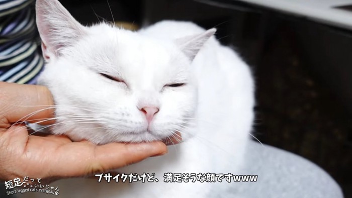 顎をなでられる猫