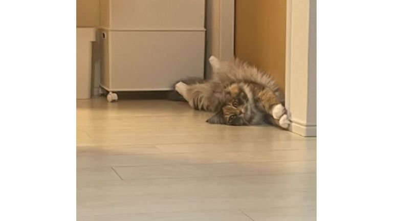室内にいる猫