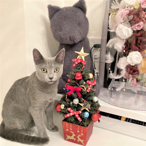 クリスマスツリーと猫