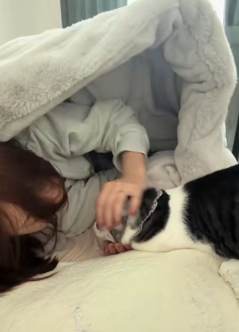 布団の中にいる飼い主となでられている猫