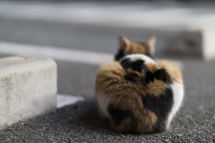 三毛猫の後ろ姿