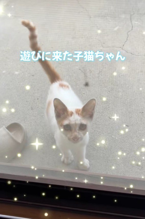 窓越しの猫
