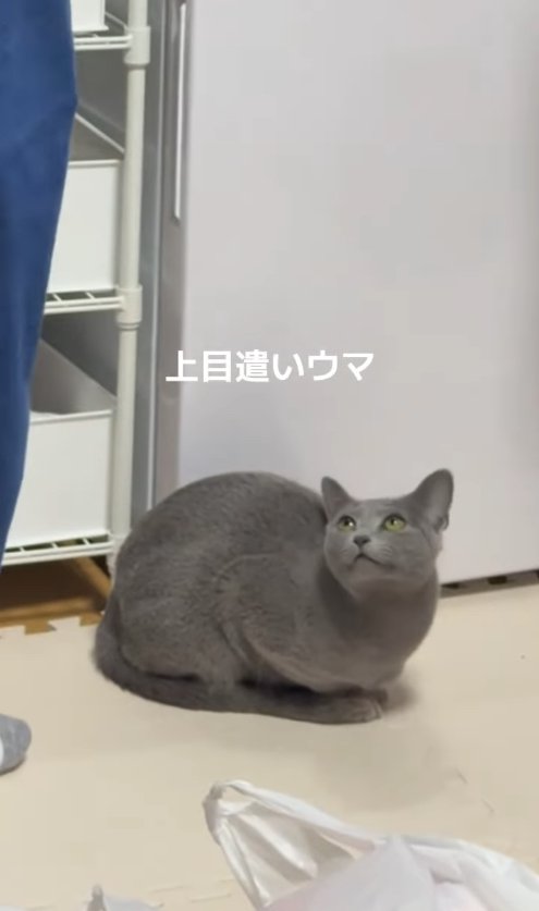 香箱座りで上目遣いの猫「上目遣いウマ」