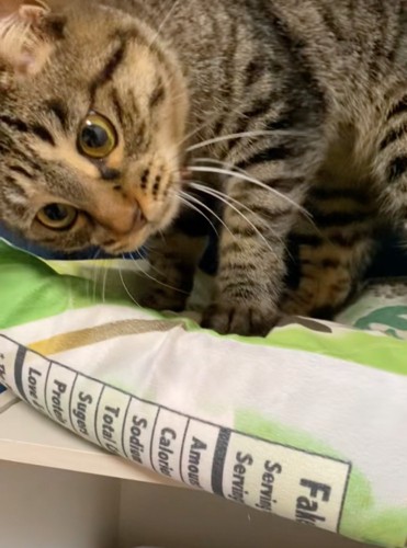 目をまん丸にして驚く猫