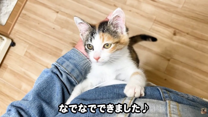 テロップ「なでなでできました」