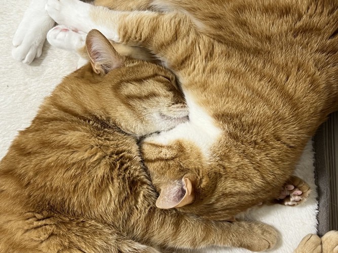 お互いのあごの下に顔をうめて眠る猫2匹