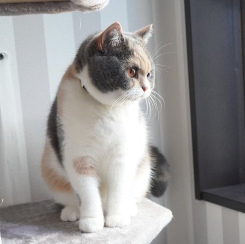 猫の横顔
