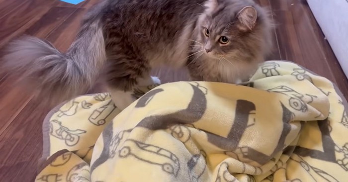 ブランケットの上に立っている猫