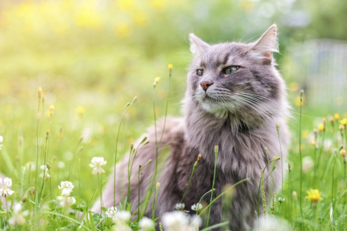 草むらの猫