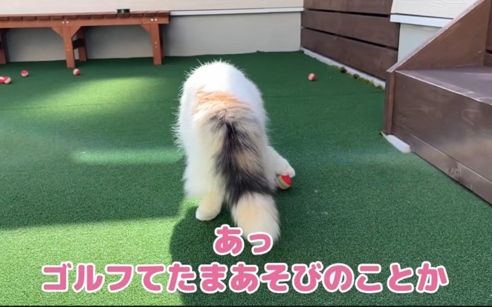 触る猫
