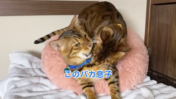 青い首輪の猫の上に乗る猫