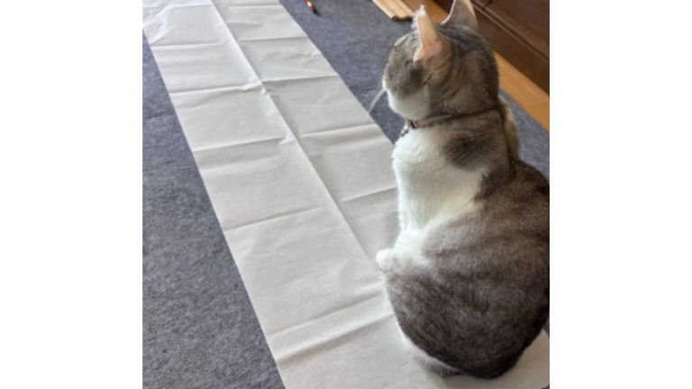 書道の紙と猫