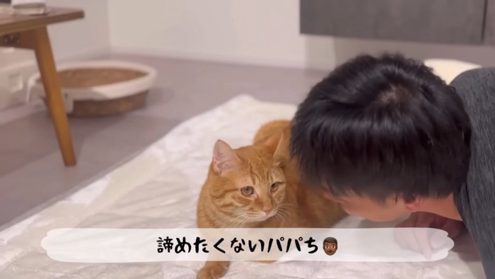 パパに絡まれる茶トラ猫