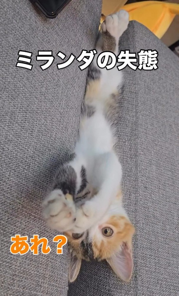 ソファーの隙間に挟まる子猫