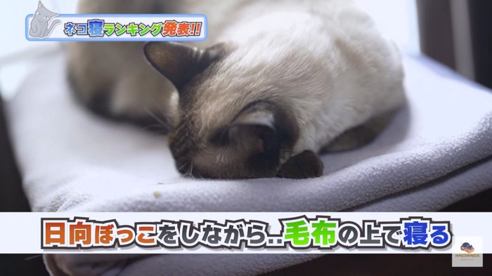 日向ぼっこしながら寝るシャム猫