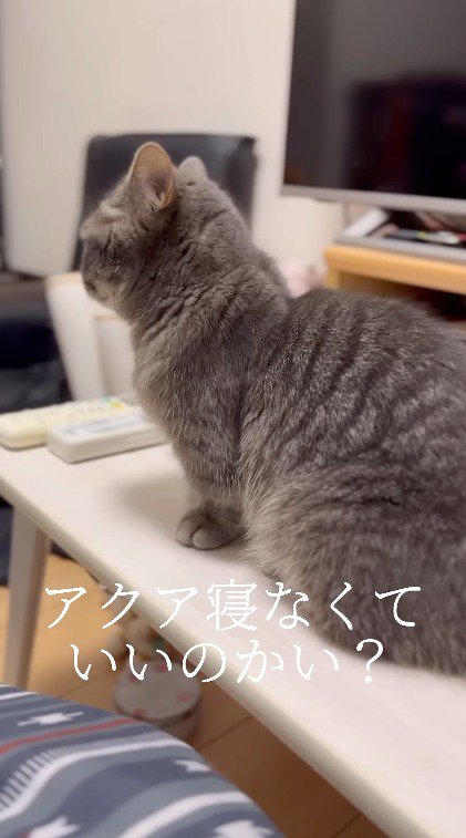 猫に声をかける飼い主