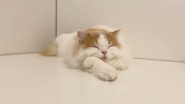 眠る姿