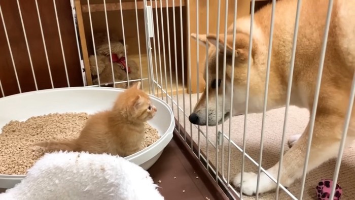 ケージの子猫を見る柴犬