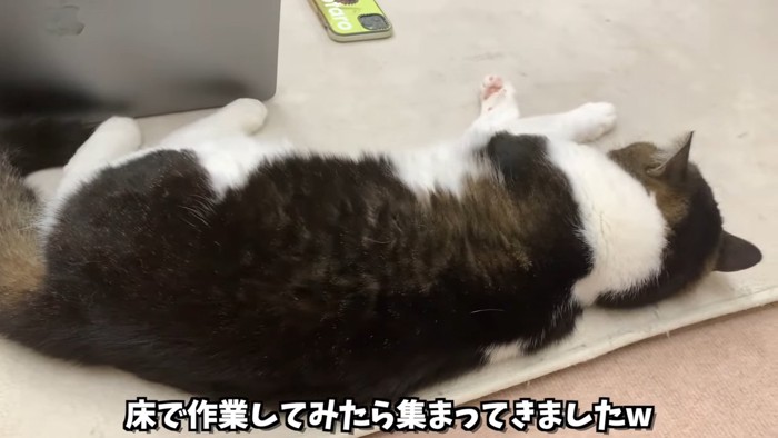 寝ている猫