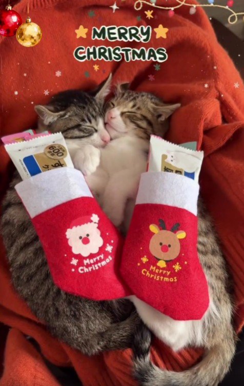 寝ている2匹の猫