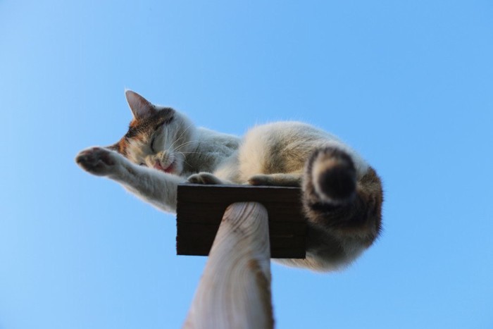 高い所でくつろぐ猫