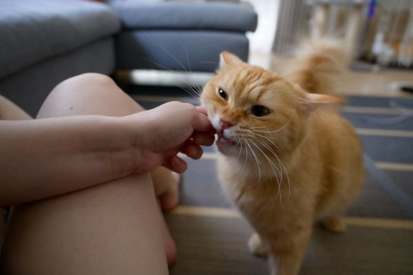 煮干しを食べる猫