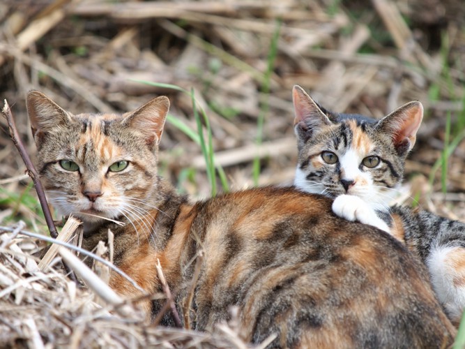 こちらを見る野良猫の親子