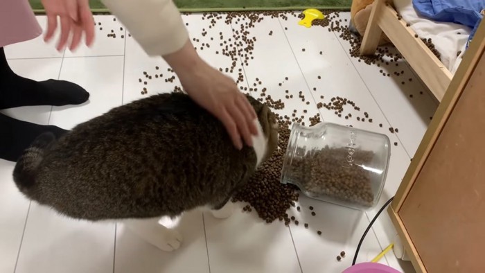 散らばったフードに顔をつか付ける猫