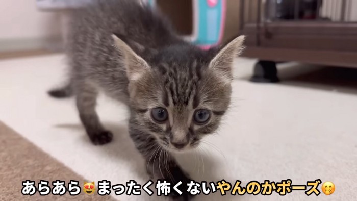 威嚇しているらしいウリちゃん