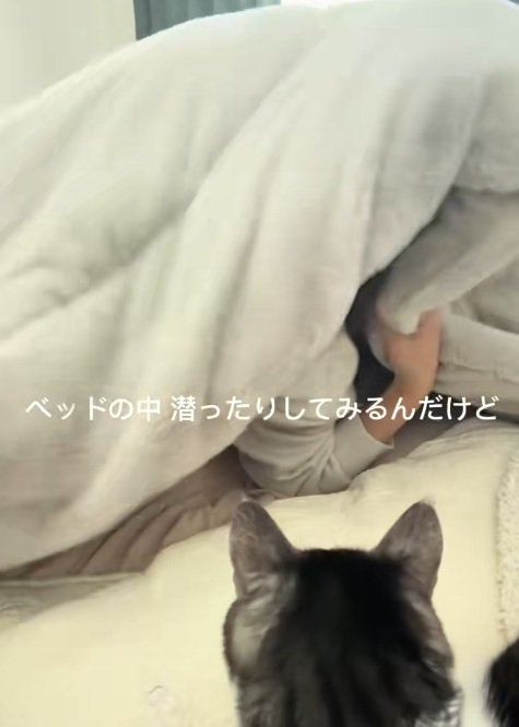 布団にくるまる飼い主と猫