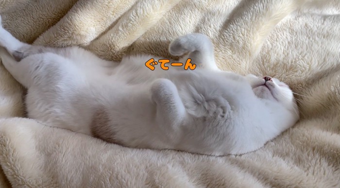 お腹を出して眠る猫