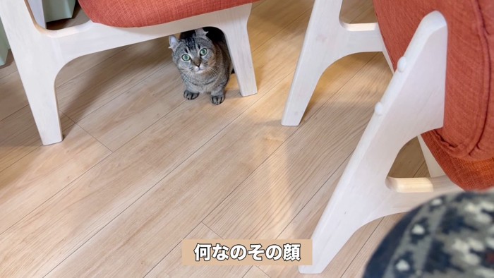 何なのその顔