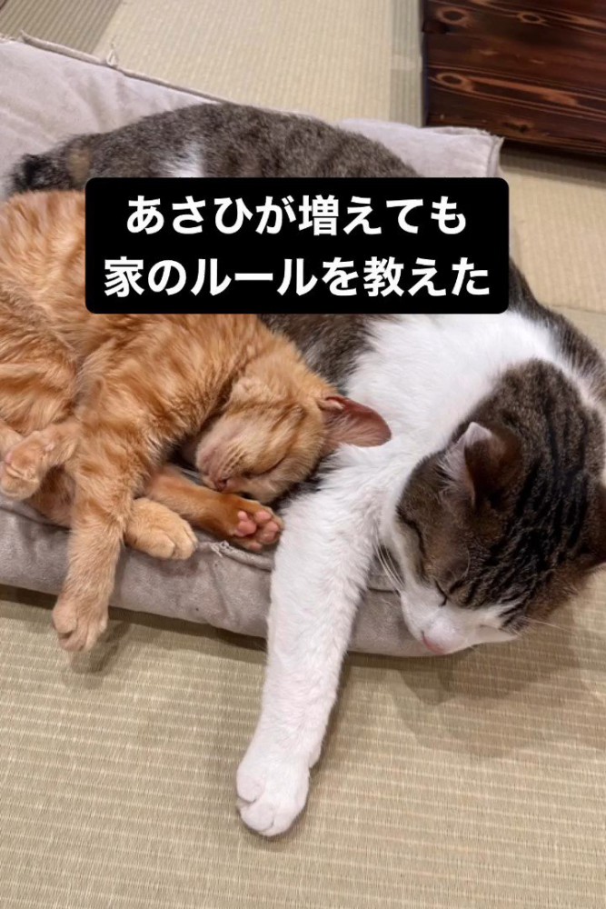 子猫とくっついて寝る猫