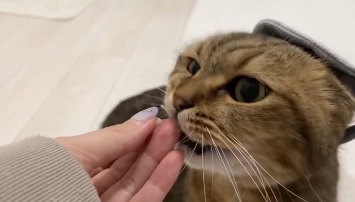 おやつ