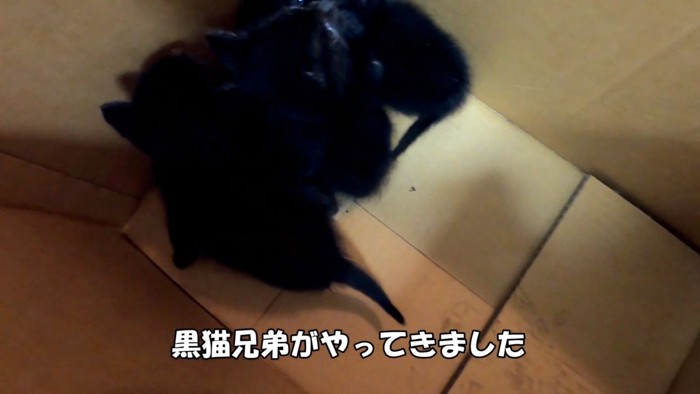 箱の中にいる黒猫