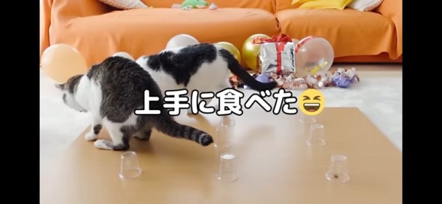 おやつを見つける猫