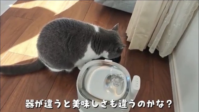 水を飲む猫