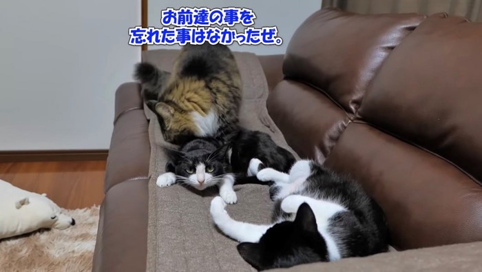 嫌そうな表情の黒白猫に毛づくろいする長毛猫