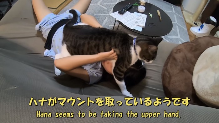 「ハナがマウントを...」のテロップ写真