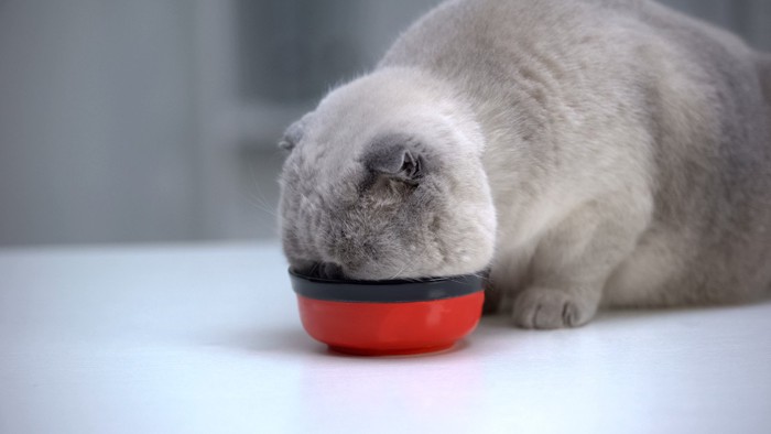 太った猫の食事