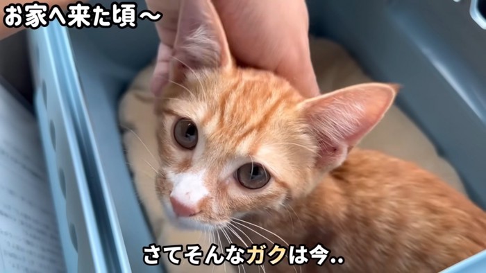テロップ「さてそんなガクは今..」