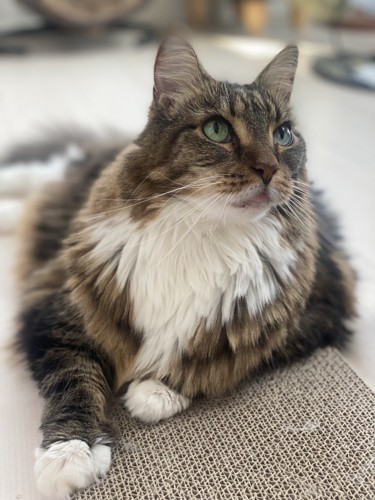 斜め上を見つめるメインクーンの顔