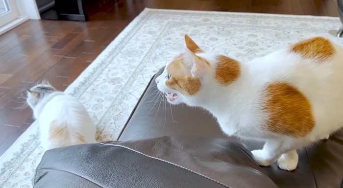 クラッキングする猫