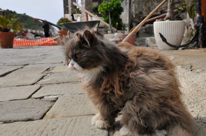 散歩中の長毛の猫