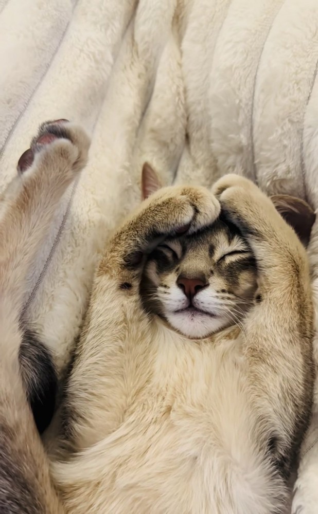 毛布の上で眠るアビシニアン